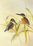 Indian kingfisher (Alcedo atthis bengalensis)