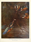 Eurasian kingfisher, common kingfisher (Alcedo atthis)