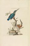 European kingfisher, common kingfisher (Alcedo atthis ispida)