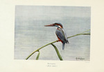 European kingfisher, common kingfisher (Alcedo atthis ispida)