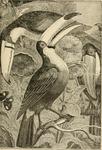 toco toucan (Ramphastos toco)