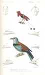 king bird-of-paradise (Cicinnurus regius), European roller (Coracias garrulus)