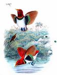 king bird-of-paradise (Cicinnurus regius)