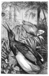 king bird-of-paradise (Cicinnurus regius), twelve-wired bird-of-paradise (Seleucidis melanoleucu...