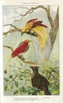 ...lesser bird-of-paradise (Paradisaea minor), king bird-of-paradise (Cicinnurus regius),western pa