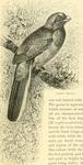 Narina trogon (Apaloderma narina)