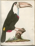 toco toucan (Ramphastos toco) - Ramphastos Toco, Toukan.