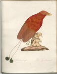 king bird-of-paradise (Cicinnurus regius) - Paradisea regia I. Der Paradiesvogel.