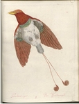 king bird-of-paradise (Cicinnurus regius) - Paradisea regia II. Der Paradiesvogel.