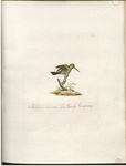 vervain hummingbird (Mellisuga minima) - Mellisuga minima. Der kleinste Fliegenvogel.