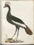 black crowned crane (Balearica pavonina) - Ardaea pavonia. Der Kronreiger.
