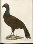 Edwards's pheasant (Lophura edwardsi) - Phasianus niger. Der schwarze Fasan.