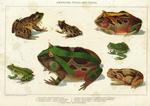 Painting of American frogs and toads