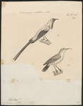 Nile Valley sunbird (Hedydipna metallica)