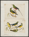 Nile Valley sunbird (Hedydipna metallica)