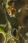 Madagascan hoopoe (Upupa epops marginata)