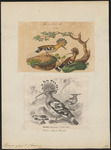 common hoopoe (Upupa epops)