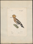 common hoopoe (Upupa epops)