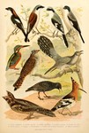 great grey shrike (Lanius excubitor), red-backed shrike (Lanius collurio), woodchat shrike (Lani...