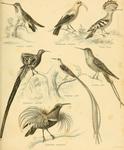 birds - Heliomaster longirostris, Drepanis coccinea, Upupa epops, Epimachus fastosus, Promerops ...