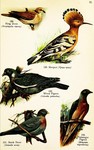 common hoopoe (Upupa epops), Barbary dove (Streptopelia risoria), stock dove (Columba oenas), co...