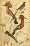 common hoopoe (Upupa epops), Madagascan hoopoe (Upupa epops marginata), brown sicklebill (Epimac...