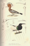 common hoopoe (Upupa epops), twelve-wired bird-of-paradise (Seleucidis melanoleucus)