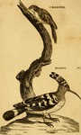 Eurasian treecreeper (Certhia familiaris), common hoopoe (Upupa epops)