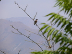 spot-winged starling (Saroglossa spiloptera)