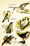 red-backed shrike (Lanius collurio), great grey shrike (Lanius excubitor), spotted flycatcher (M...