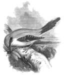 great grey shrike, northern grey shrike (Lanius excubitor)