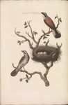 red-backed shrike (Lanius collurio)