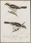 woodchat shrike (Lanius senator)