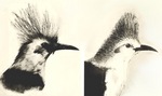 Bourbon crested starling (Fregilupus varius)