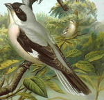 lesser grey shrike (Lanius minor)