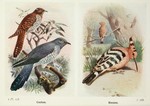 common cuckoo (Cuculus canorus), common hoopoe (Upupa epops)
