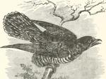 common cuckoo (Cuculus canorus)