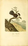 Eurasian wryneck (Jynx torquilla)