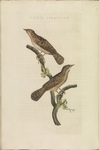 Eurasian wryneck (Jynx torquilla)