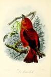 red crossbill, common crossbill (Loxia curvirostra)
