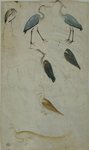 grey heron (Ardea cinerea), purple heron (Ardea purpurea), lammergeier (Gypaetus barbatus)