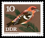 two-barred crossbill (Loxia leucoptera)