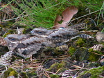 European nightjar, Eurasian nightjar (Caprimulgus europaeus)