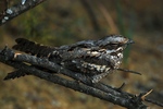 European nightjar, Eurasian nightjar (Caprimulgus europaeus)