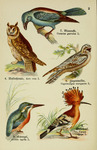 long-eared owl (Asio otus), Eurasian nightjar (Caprimulgus europaeus), European roller (Coracias...