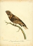 red-necked nightjar (Caprimulgus ruficollis)