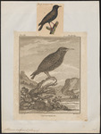 European starling, common starling (Sturnus vulgaris)