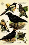 ...(Nucifraga caryocatactes), northern raven (Corvus corax), Eurasian jay (Garrulus glandarius), ro...