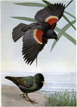 red-winged blackbird (Agelaius phoeniceus), Eurasian starling (Sturnus vulgaris)