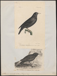 spotless starling (Sturnus unicolor)